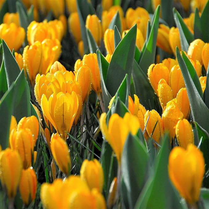 Easy to Grow Crocus Large Flowering Mix 60 Plant Bulbs - Violet, Yellow, & White Flowers in Early Spring, Full Sun Outdoor Zones 3-8