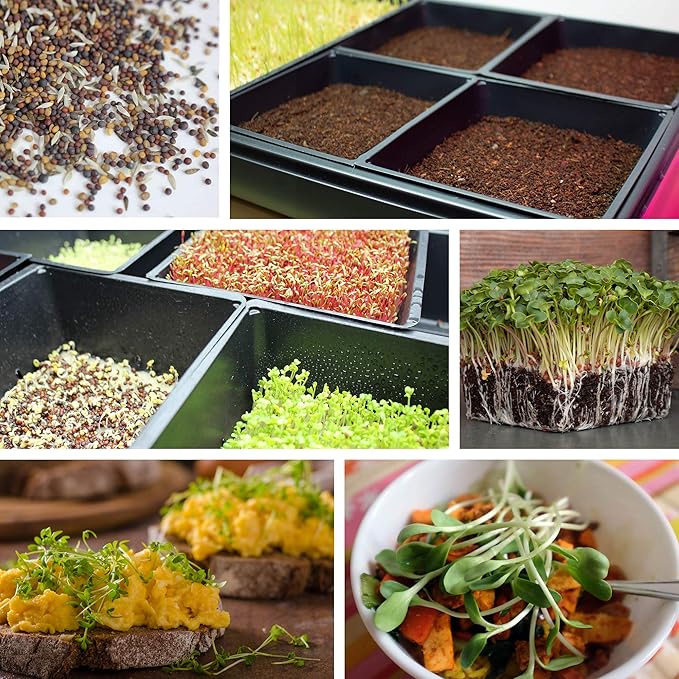5-Pack 10x10 Garden Growing Trays Without Drain Holes - 10" x 10" Plastic Plant Trays No Holes - Wheatgrass Sprouting Tray, Microgreens Seed Tray, Hydroponic Trays, Nursery Flats, Greenhouse Supplies