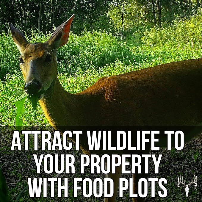 Dwight’s Pure Sugar Beet Seed for Deer, 50 LB Bulk, Planting Seeds Grow Whitetail & Turkey Hunting Food Plot Attractants, Winter Root Crop & Cold Tolerant Forage Feed Wildlife, No Coat