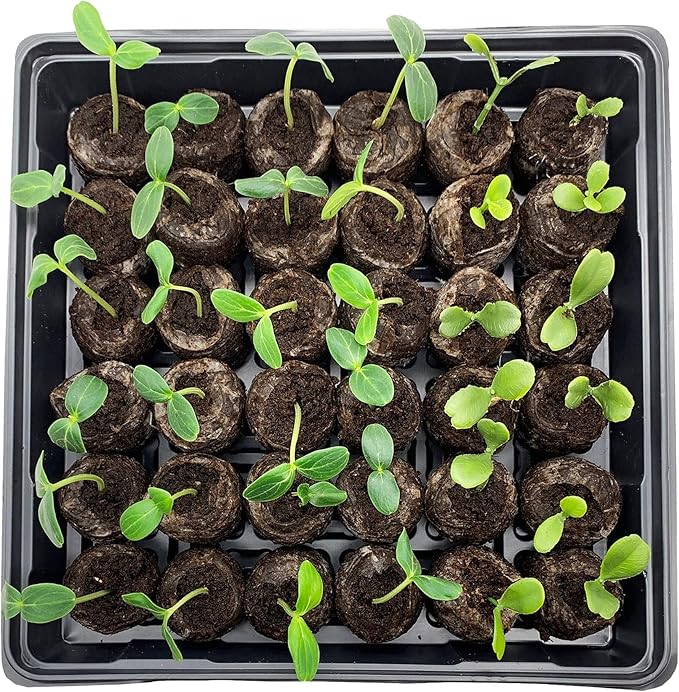 Jiffy Seed Starting Tray Kit, 36 Cell 36mm Peat Pellets with Bonus - 4 Pack, 144 Pellets Total