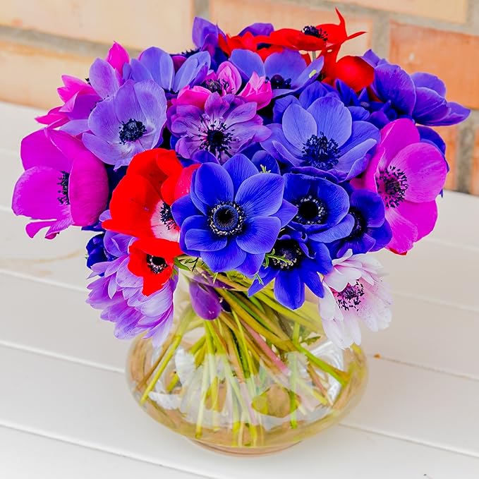 Easy to Grow Anemone 'Monarch de Caen Mix' Plant Bulbs (60 Pack) - Mix Colorful Flowers in Spring Gardens