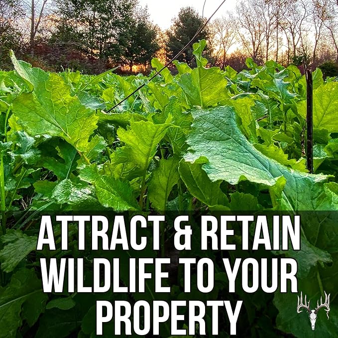 Branson’s Buffalo Blend, 25LB Bulk, Whitetail Food Plot Seed for Deer, Turkey, Pheasant, Dove, Elk & Duck, Plant Seeds Grow Forage to Feed & Attract Wildlife to Hunting Plots, No Till