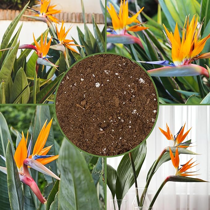 Bird of Paradise Potting Soil Mix (8 Quarts), All Natural Mix for Indoor/Outdoor Container Tropical Plants