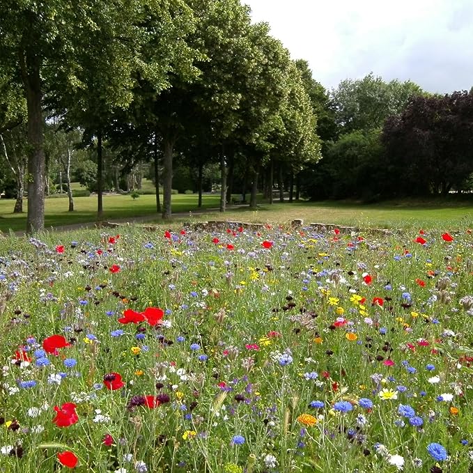Created By Nature Montana Wildflower Seed Mix, 14 Flower Varieties, 53,000 Seeds