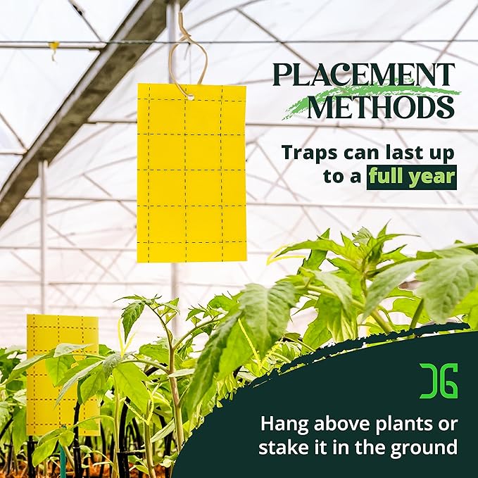 Catchmaster GRO Yellow Regular Double Sided Sticky Traps 36PK, Adhesive Bug & Fruit Fly Trap, Pest Control for Home, Farm, Garden, Hydroponics & Greenhouse, Protect Live Plants Indoor & Outdoor