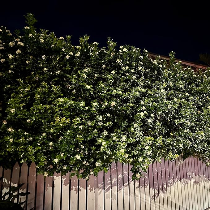 Night Blooming Jasmine Live Plant - Cestrum Nocturnum. Fragrant Flowering Shrub for Garden, Patio or Window (2 ngt.jas Cups)