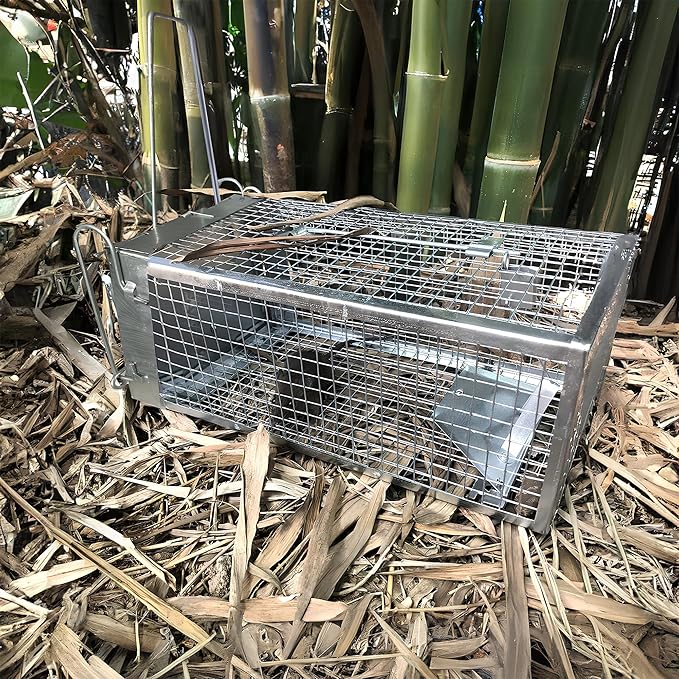 Humane Rat Trap, Chipmunk Rodent Trap That Work for Indoor and Outdoor Small Animal - Mouse Voles Hamsters Live Cage Catch and Release 1 Pack
